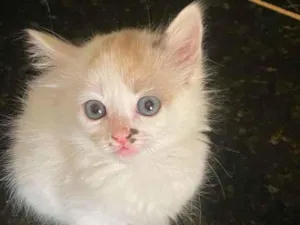 Gato raça não sei idade 2 a 6 meses nome sem nome 