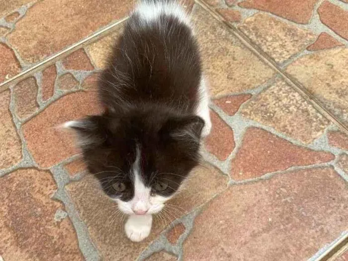 Gato ra a não sei  idade 2 a 6 meses nome sem nome 