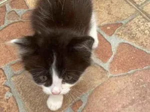 Gato raça não sei  idade 2 a 6 meses nome sem nome 