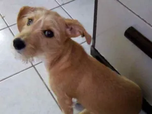 Cachorro raça Indefinido idade 2 a 6 meses nome Luna