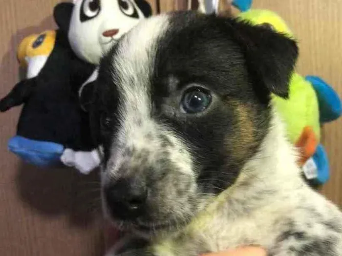 Cachorro raça SRD idade Abaixo de 2 meses nome Sem Nome