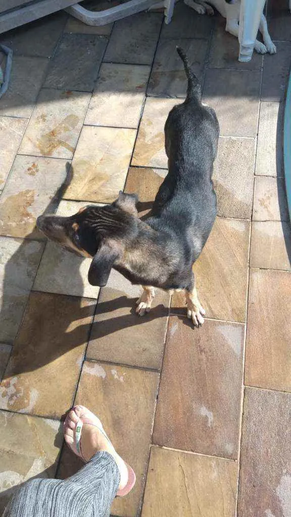 Cachorro ra a Sem definiçao idade 1 ano nome Felicia 