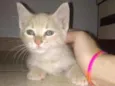 Michi