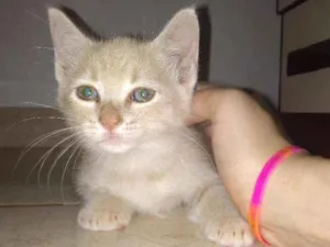 Gato raça Ele é de raça idade Abaixo de 2 meses nome Michi