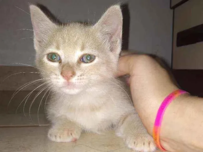 Gato ra a Ele é de raça idade Abaixo de 2 meses nome Michi