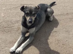 Cachorro raça Srd idade 1 ano nome Nicholas 