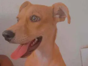 Cachorro raça Viralata idade 1 ano nome Belinha 