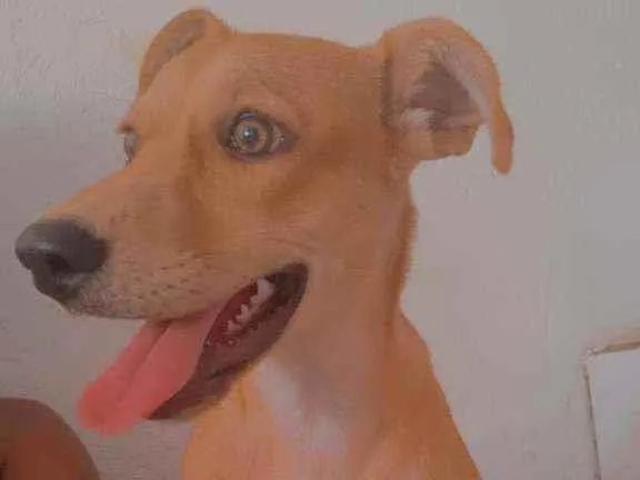 Cachorro ra a Viralata idade 1 ano nome Belinha 