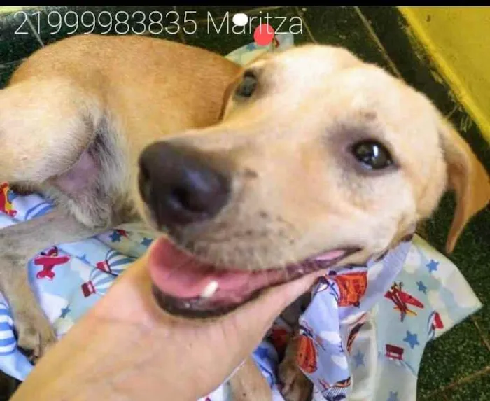 Cachorro ra a Sem definiçao idade 1 ano nome Luca