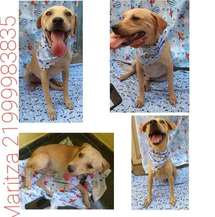 Cachorro ra a Sem definiçao idade 1 ano nome Luca