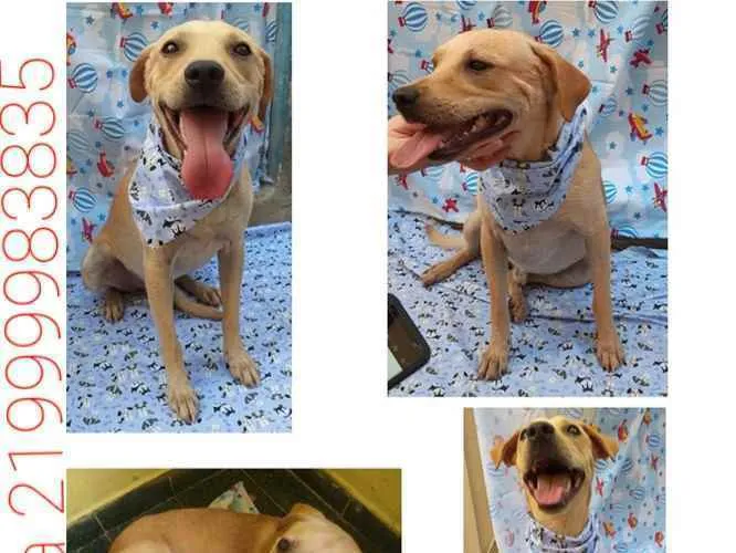 Cachorro ra a Sem definiçao idade 1 ano nome Luca
