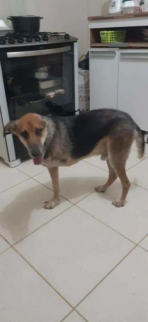 Cachorro ra a Sem definiçao idade 6 ou mais anos nome Boris
