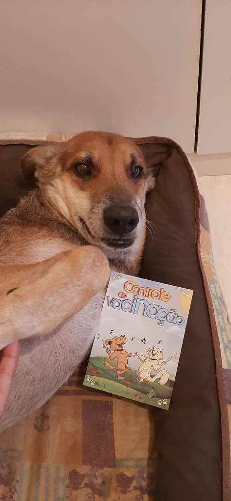 Cachorro ra a Sem definiçao idade 6 ou mais anos nome Boris