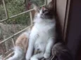 Flufy