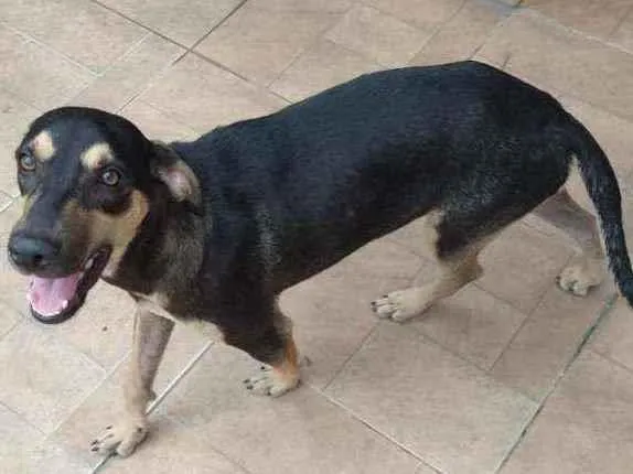 Cachorro ra a Sem definiçao idade 1 ano nome Felicia 