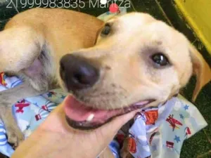 Cachorro raça Sem definiçao idade 1 ano nome Luca