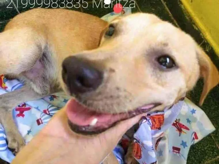 Cachorro ra a Sem definiçao idade 1 ano nome Luca