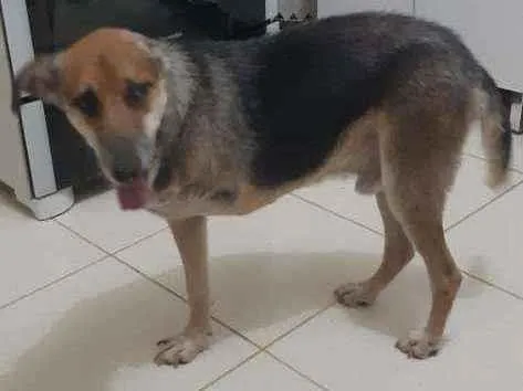 Cachorro ra a Sem definiçao idade 6 ou mais anos nome Boris