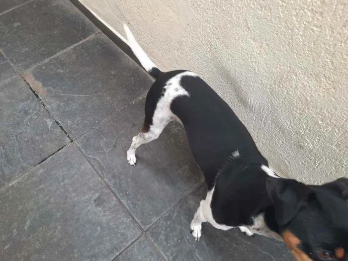Cachorro ra a Fox paulistinha  idade 3 anos nome Chewe