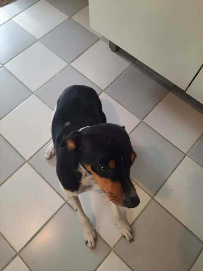 Cachorro ra a Fox paulistinha  idade 3 anos nome Chewe