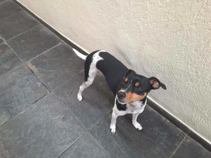 Cachorro ra a Fox paulistinha  idade 3 anos nome Chewe