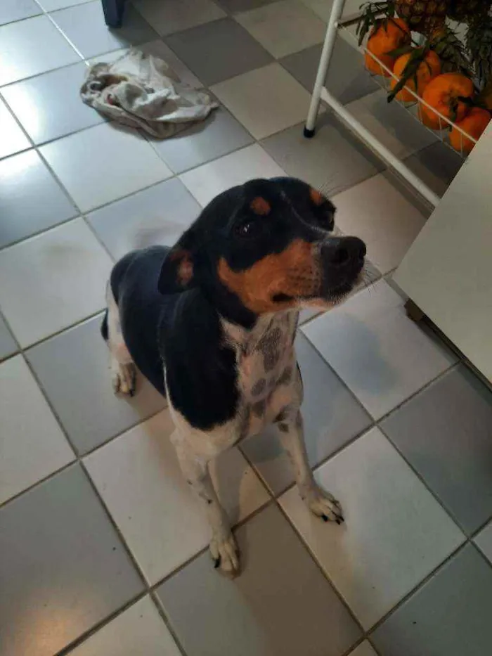 Cachorro ra a Fox paulistinha  idade 3 anos nome Chewe