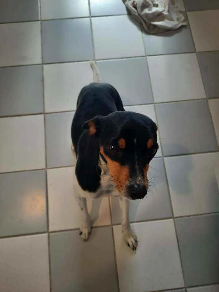 Cachorro ra a Fox paulistinha  idade 3 anos nome Chewe