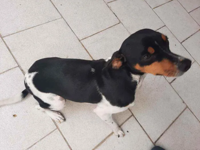 Cachorro ra a Fox paulistinha  idade 3 anos nome Chewe
