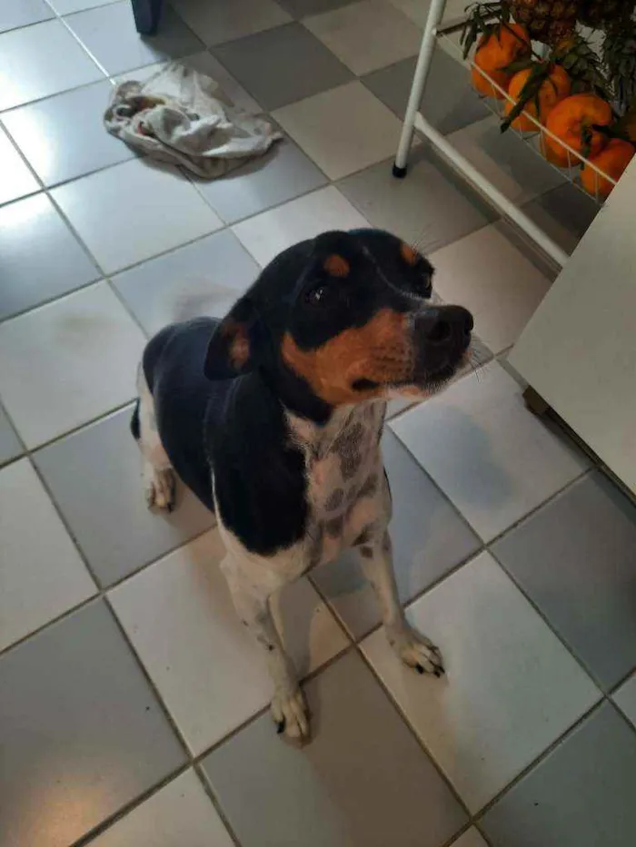 Cachorro ra a Fox paulistinha  idade 3 anos nome Chewe