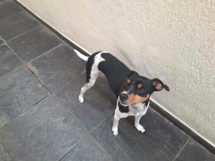 Cachorro ra a Fox paulistinha  idade 3 anos nome Chewe