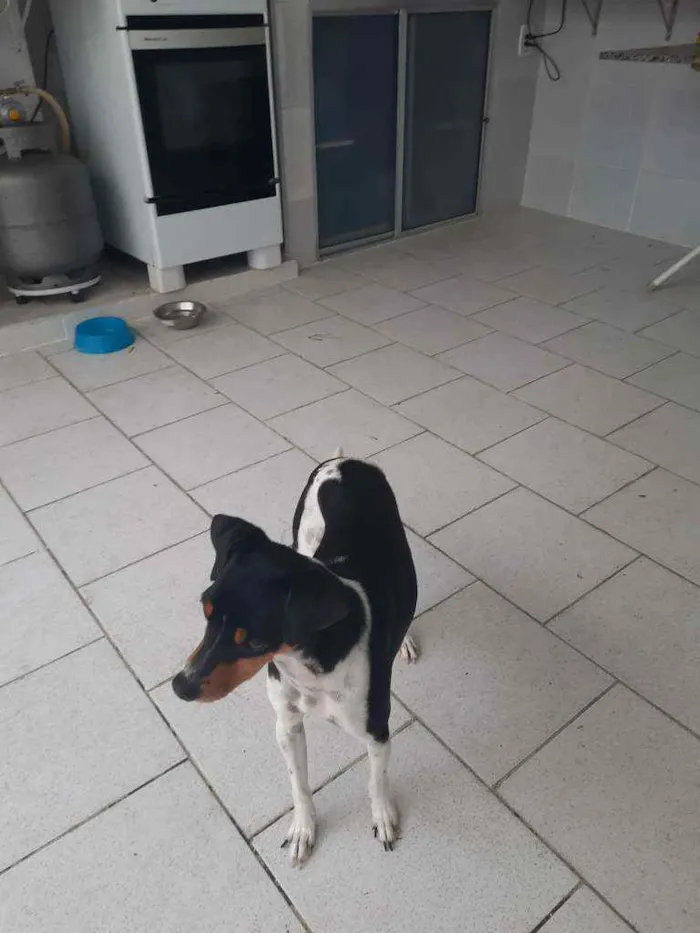Cachorro ra a Fox paulistinha  idade 3 anos nome Chewe