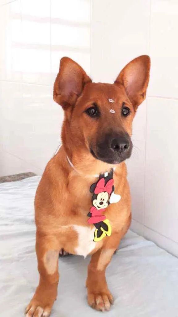 Cachorro raça SRD  idade 1 ano nome Tutti 
