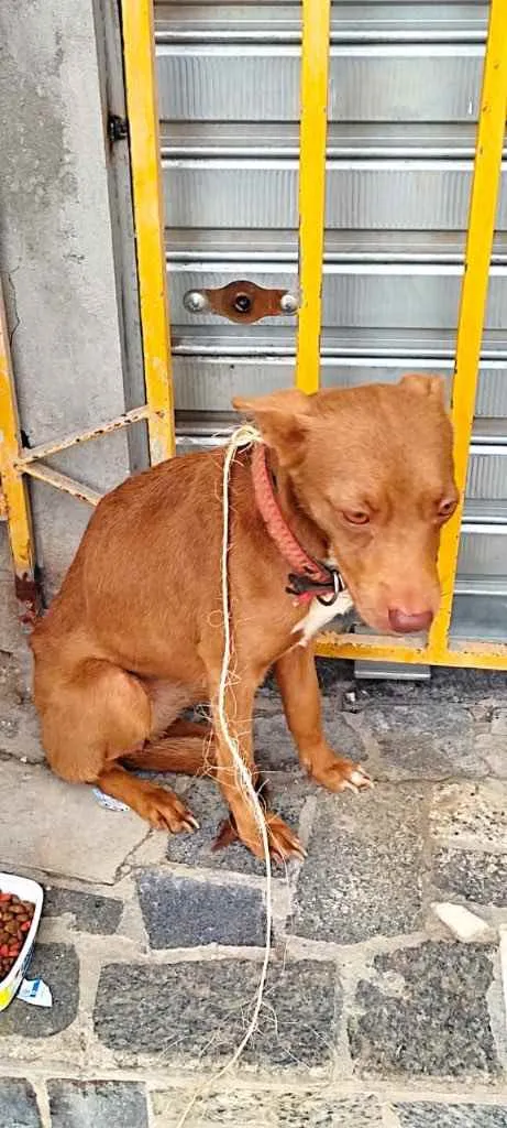 Cachorro raça Srd idade 7 a 11 meses nome Belinha