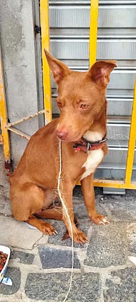 Cachorro raça Srd idade 7 a 11 meses nome Belinha