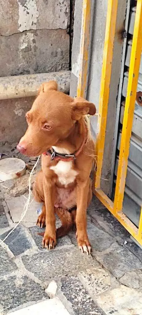 Cachorro raça Srd idade 7 a 11 meses nome Belinha