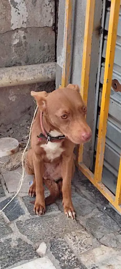 Cachorro raça Srd idade 7 a 11 meses nome Belinha