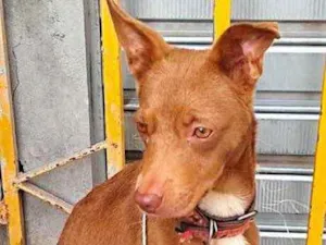 Cachorro raça Srd idade 7 a 11 meses nome Belinha