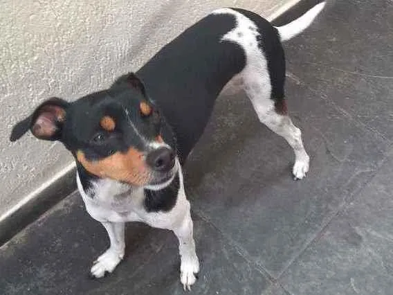 Cachorro ra a Fox paulistinha  idade 3 anos nome Chewe