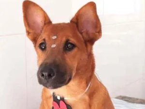 Cachorro raça SRD  idade 1 ano nome Tutti 