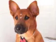 Cachorro raça SRD  idade 1 ano nome Tutti 