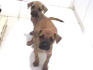 Cachorro raça Srd idade 2 a 6 meses nome 3 Marias castradas 