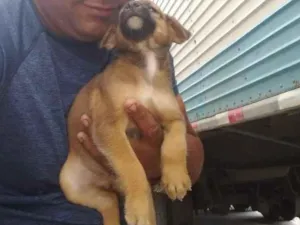 Cachorro raça Vira latas idade 2 a 6 meses nome Vira latas