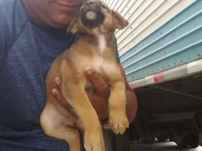 Cachorro ra a Vira latas idade 2 a 6 meses nome Vira latas