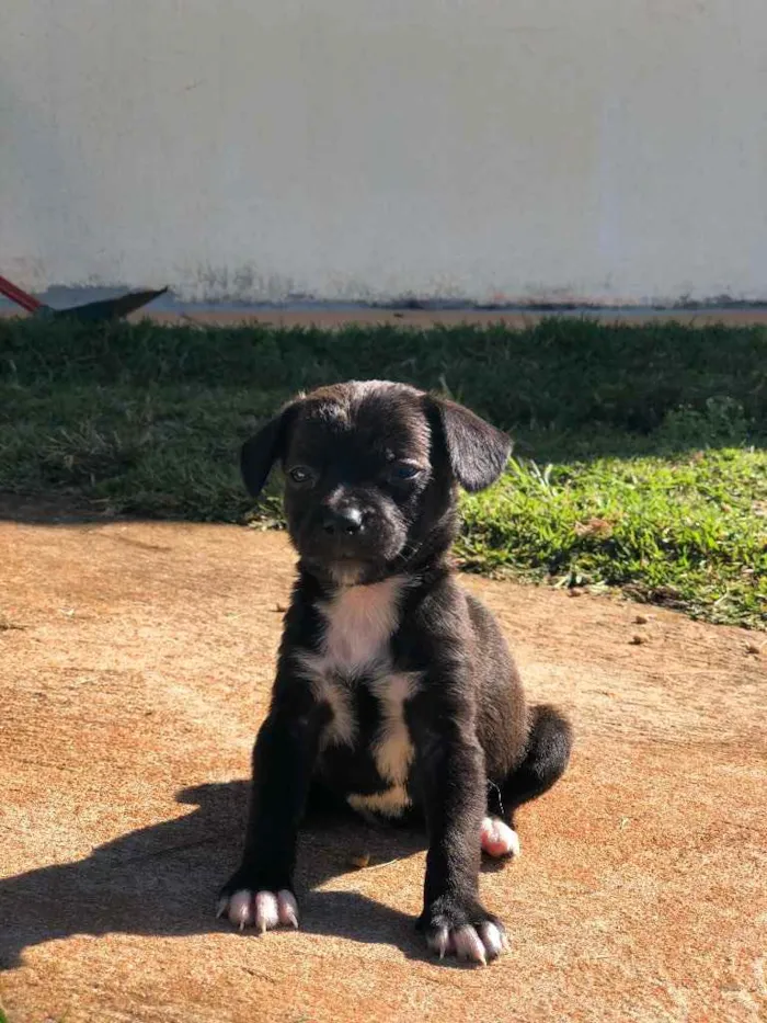 Cachorro ra a Sem raça  idade 2 a 6 meses nome Filhotes 