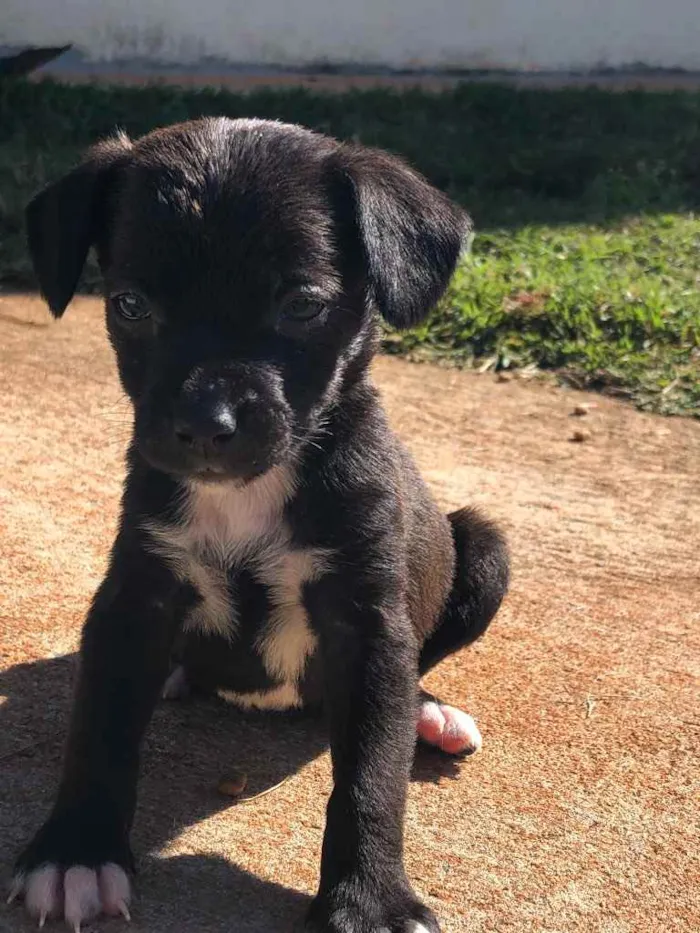 Cachorro ra a Sem raça  idade 2 a 6 meses nome Filhotes 