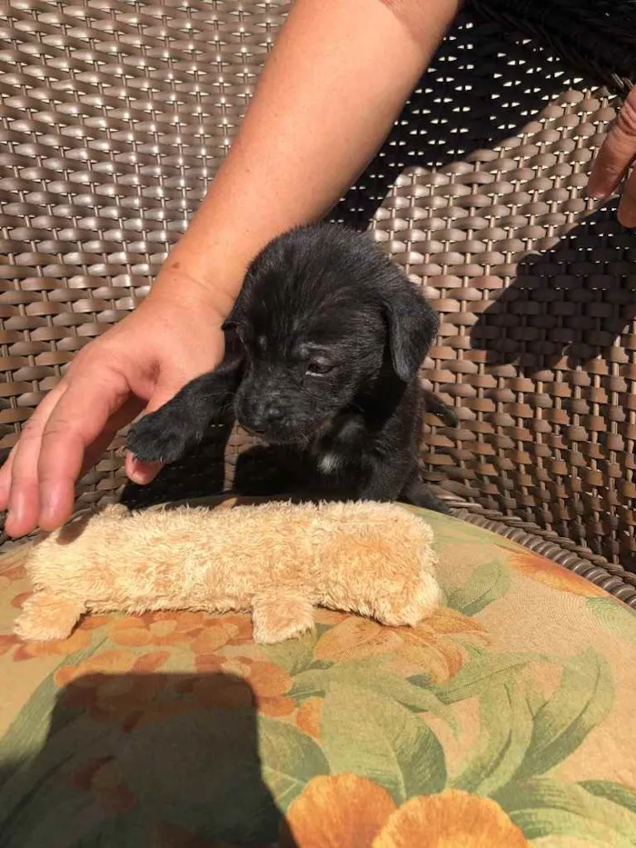 Cachorro ra a Sem raça  idade 2 a 6 meses nome Filhotes 
