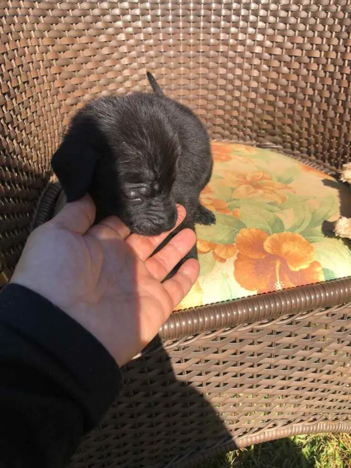 Cachorro ra a Sem raça  idade 2 a 6 meses nome Filhotes 