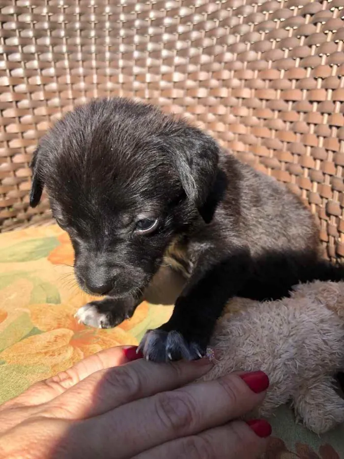 Cachorro ra a Sem raça  idade 2 a 6 meses nome Filhotes 
