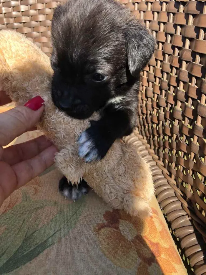 Cachorro ra a Sem raça  idade 2 a 6 meses nome Filhotes 