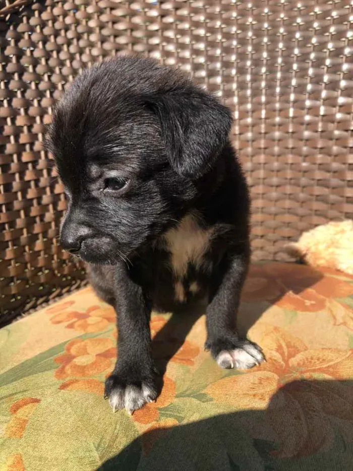 Cachorro ra a Sem raça  idade 2 a 6 meses nome Filhotes 
